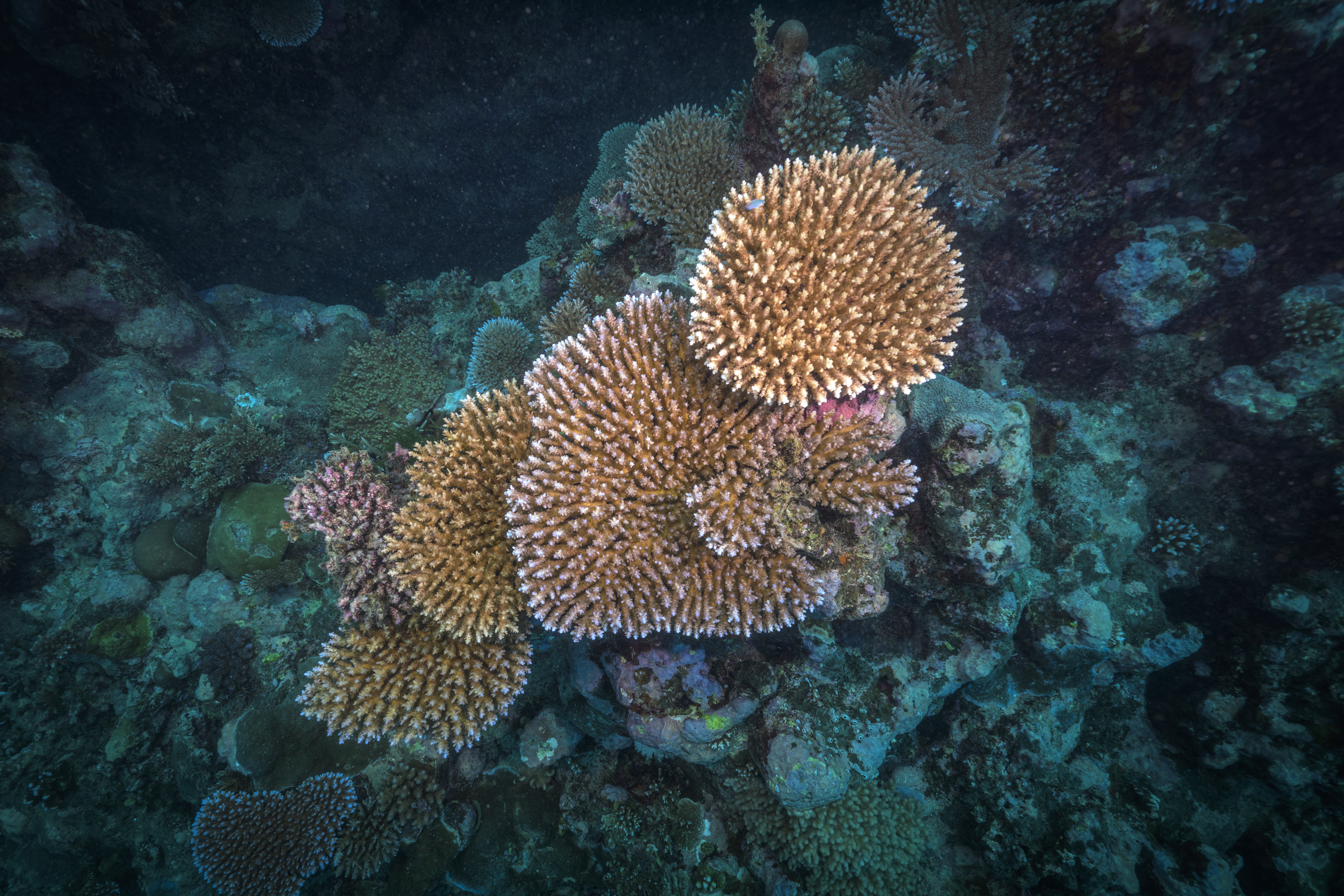 Leading coral reef conservation in the Pacific
